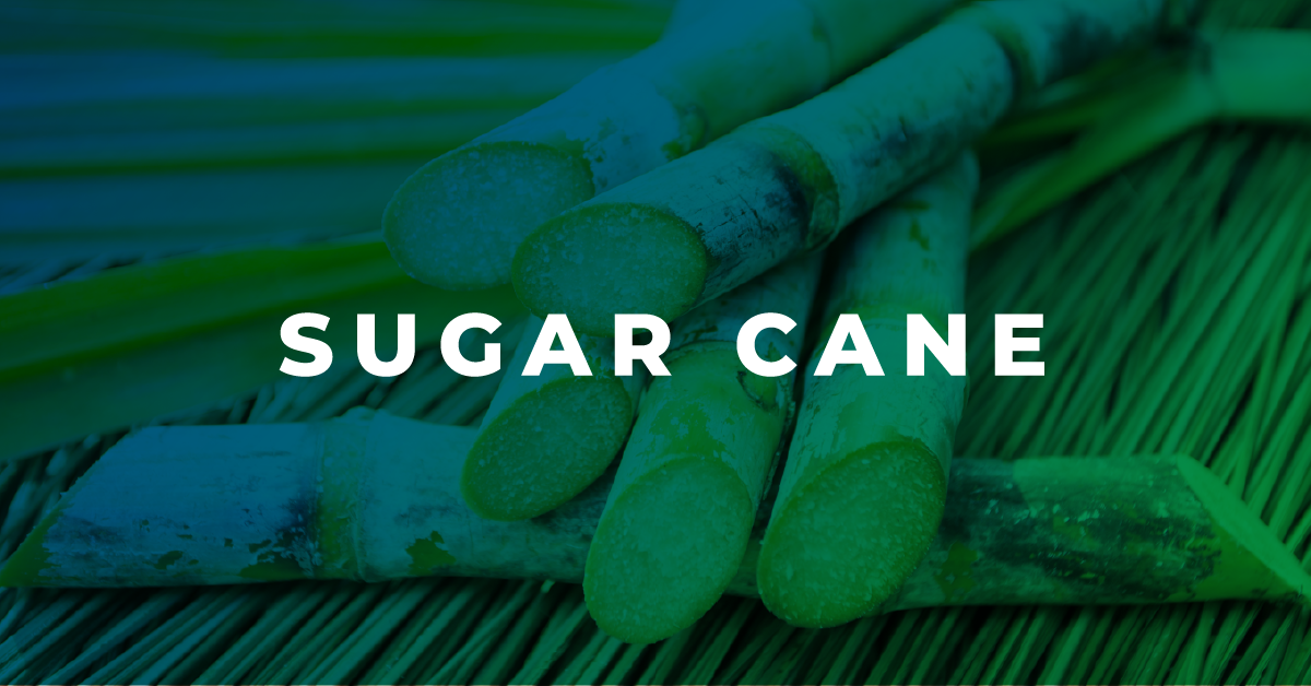 Sustainable Materials Sugar Cane